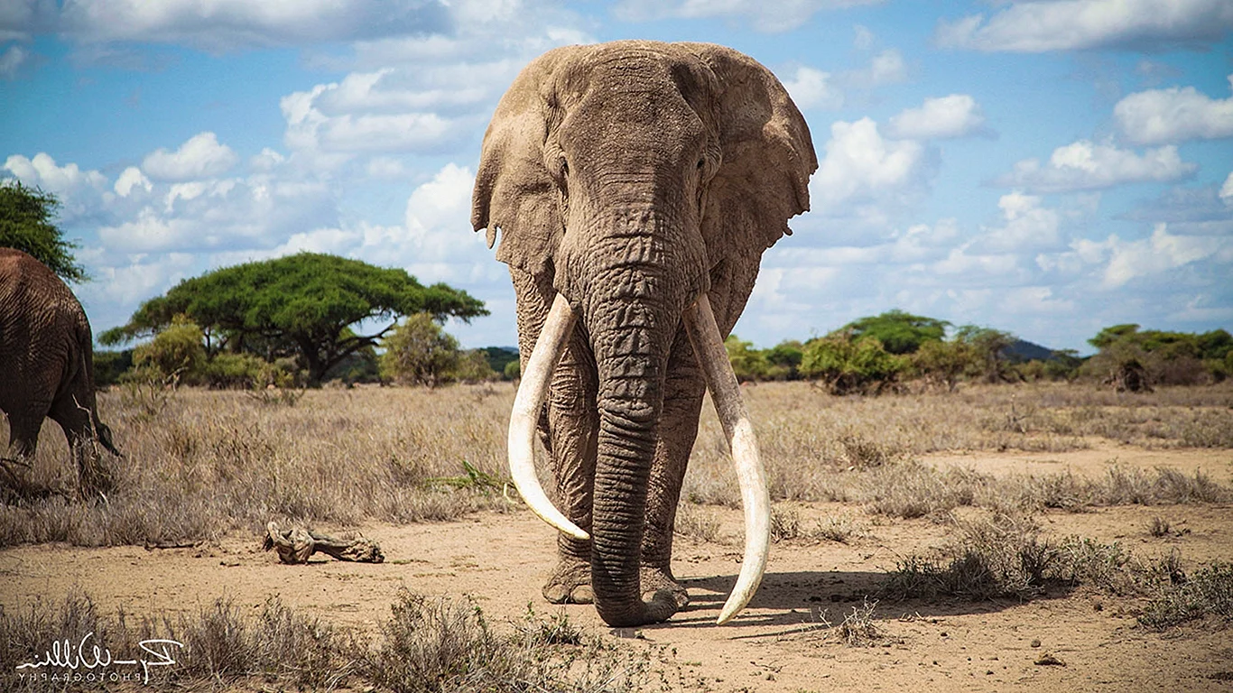 Слон тим в Кении