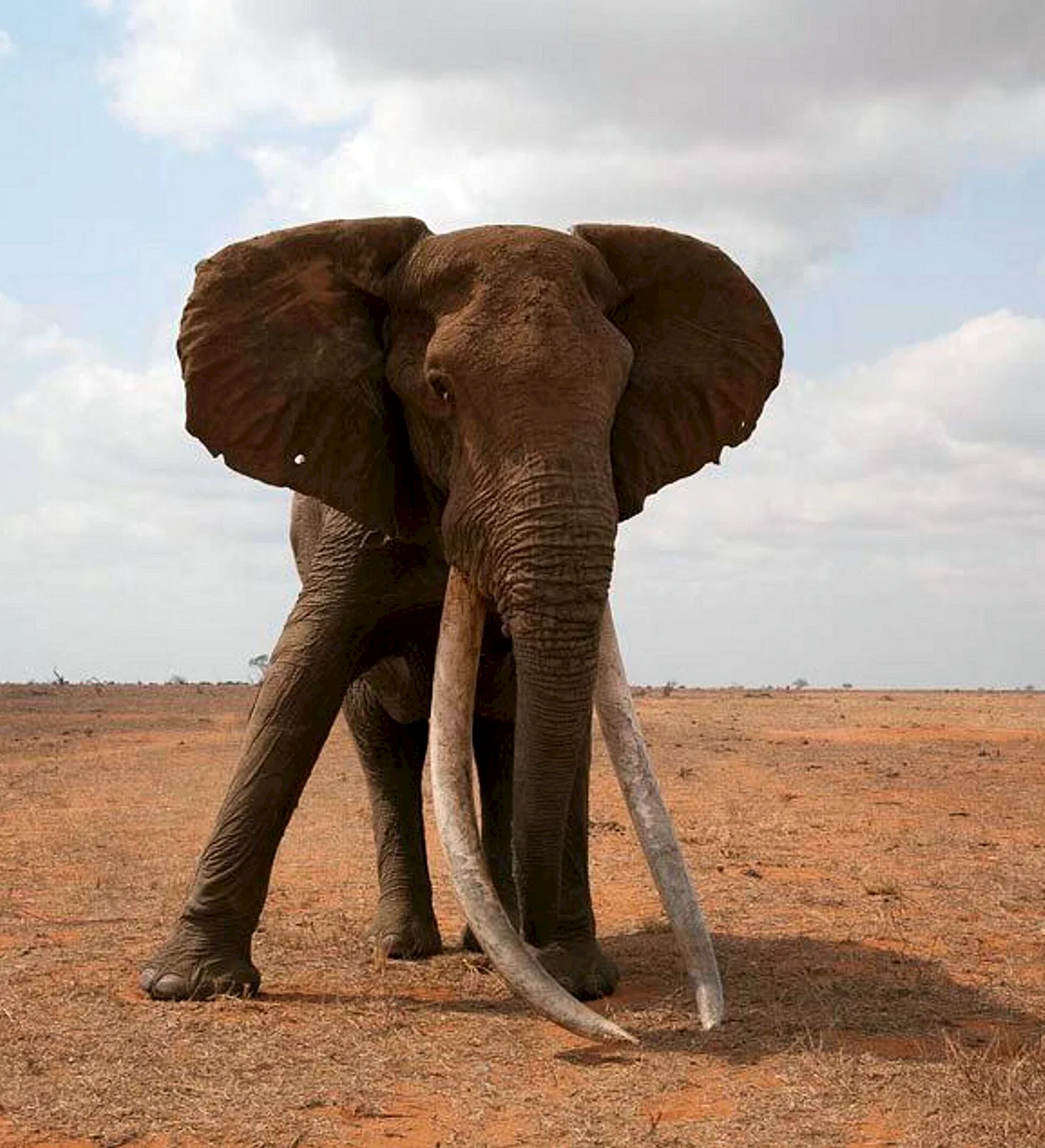 Слон тим в Кении