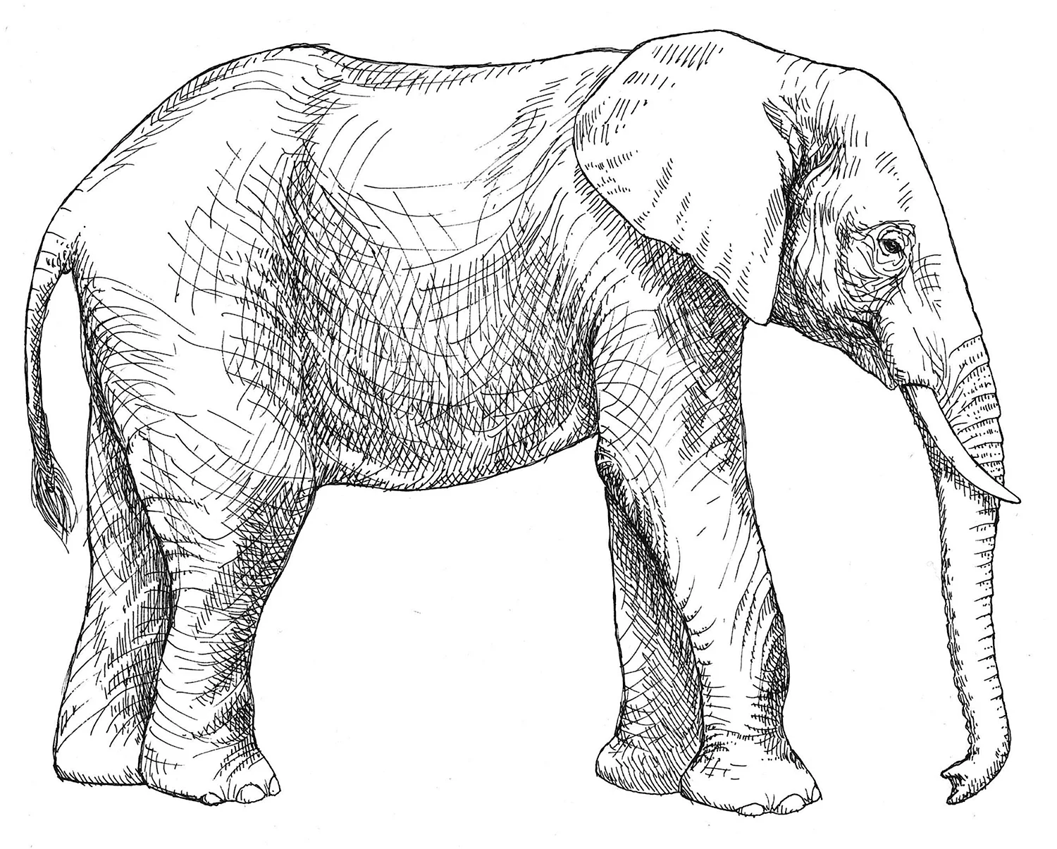 Слон вид сбоку и спереди