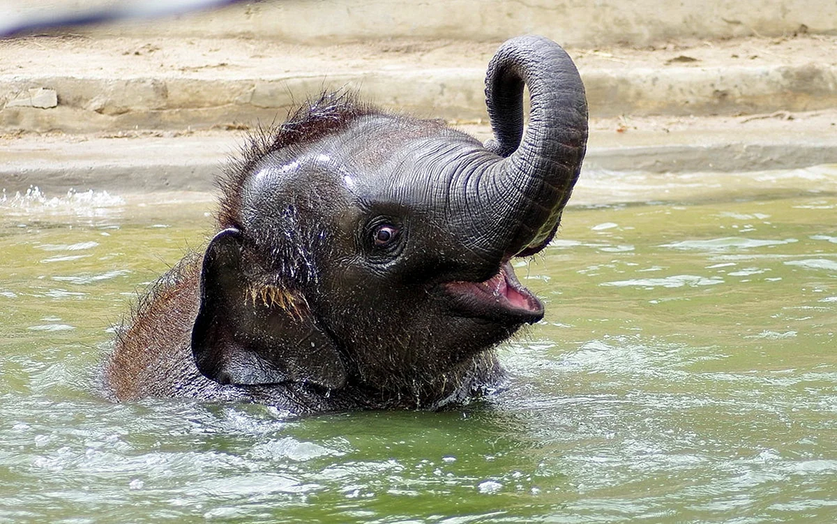 Слоненок купается