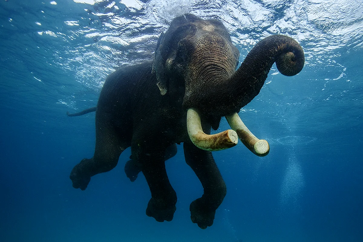 Слоны под водой