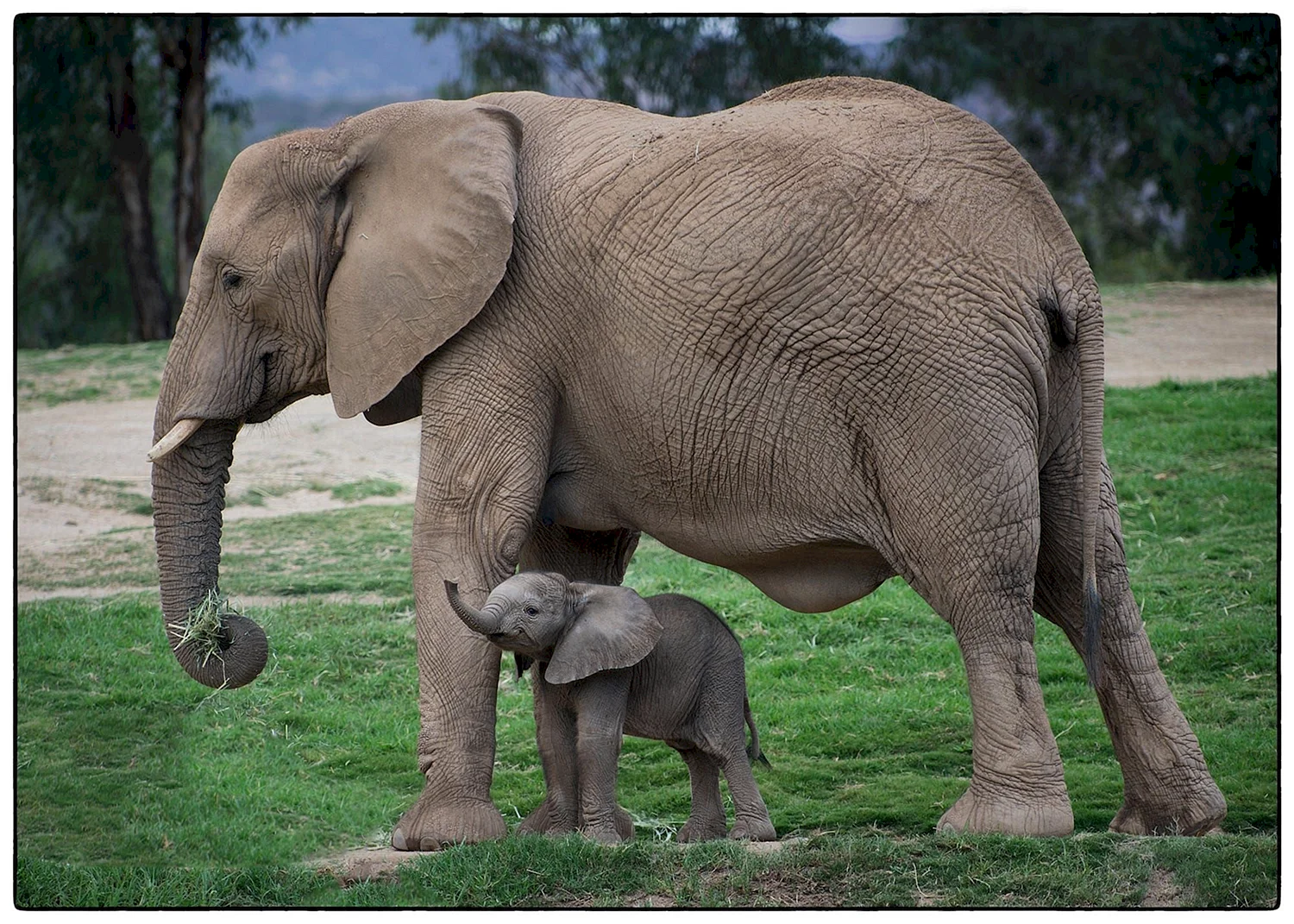 Слоны с детенышами