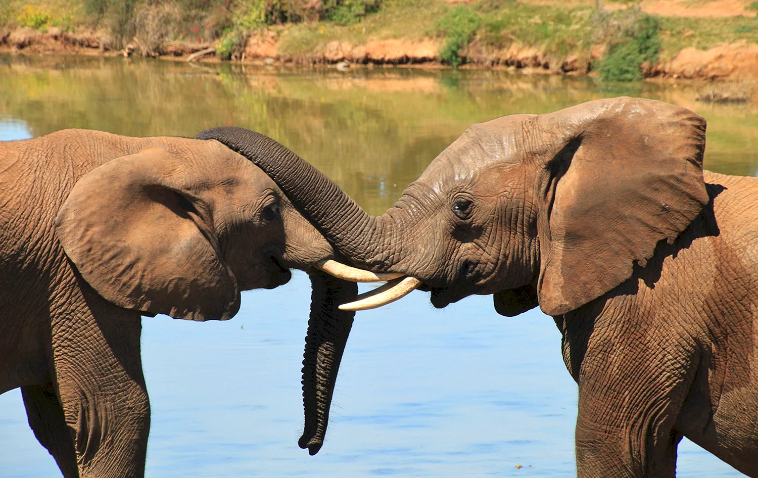 Слоны в Африке