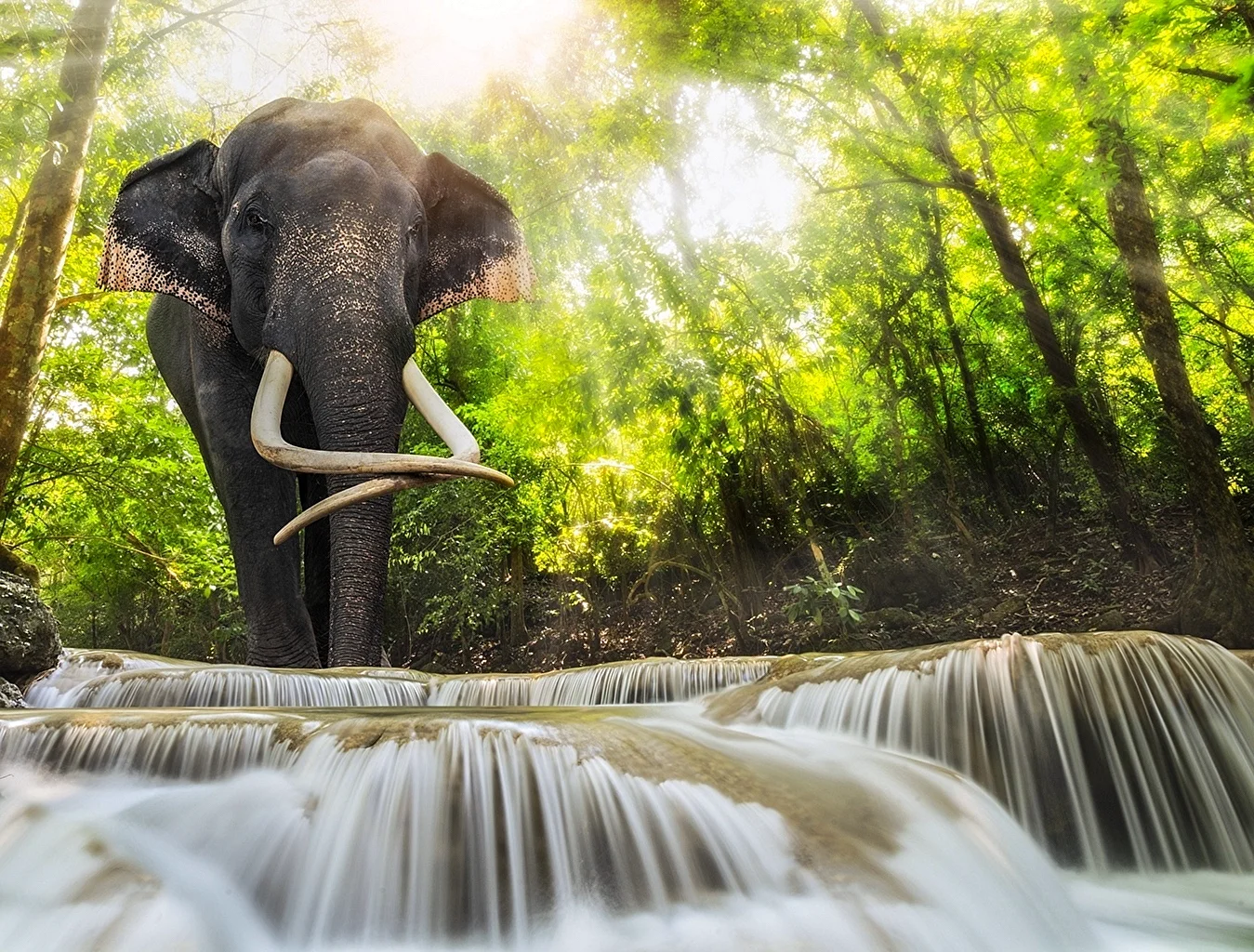 Слоны в джунглях