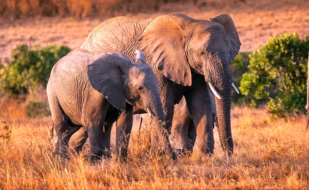 Слоны в природе