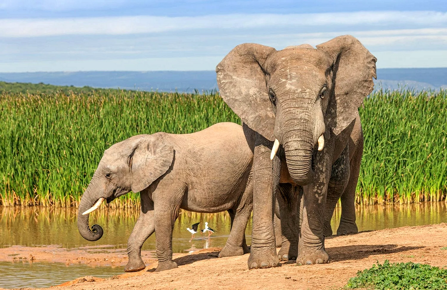 Слоны в среде обитания