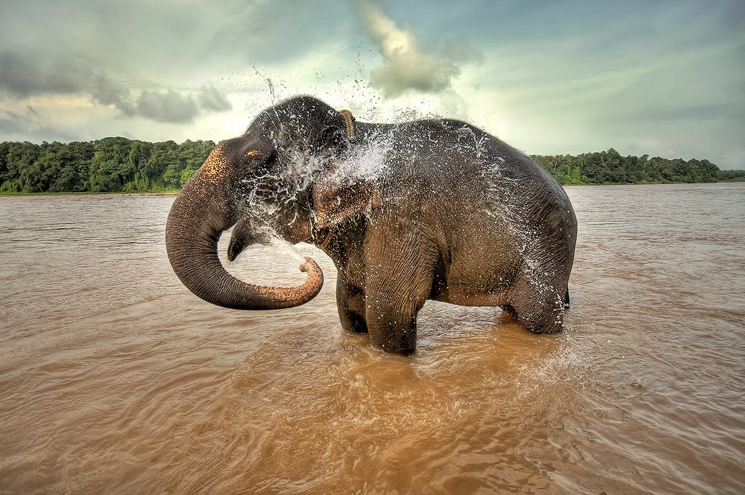 Слоны в воде
