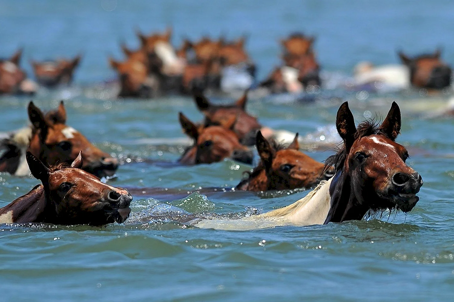 Слуцкий лошади умеют плавать