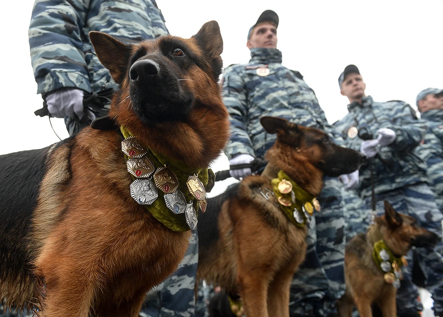 Служебные собаки полиции РФ