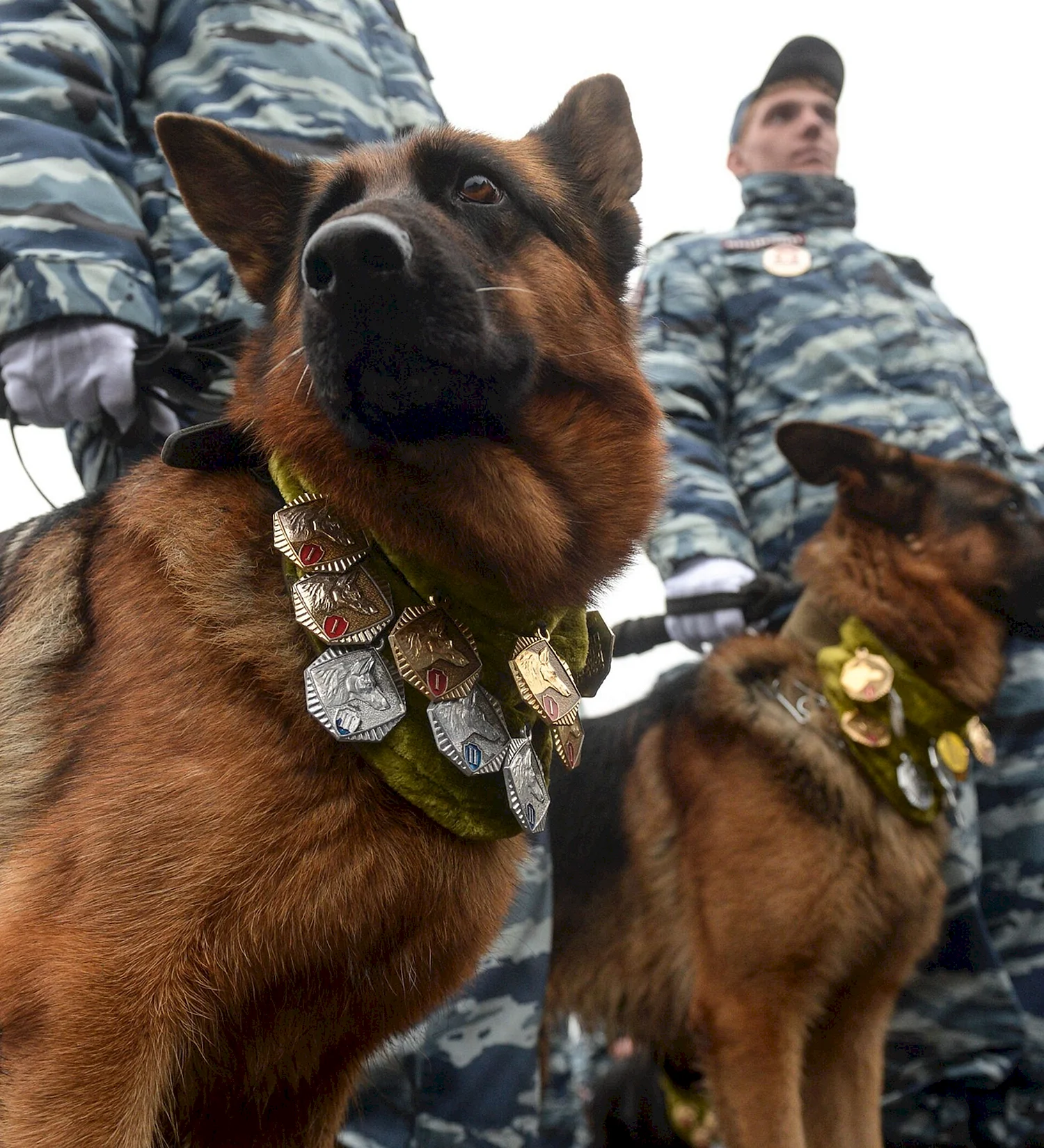 Служебные собаки полиции РФ