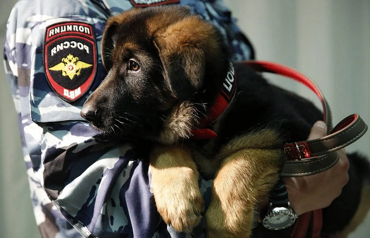 Служебные собаки в полиции