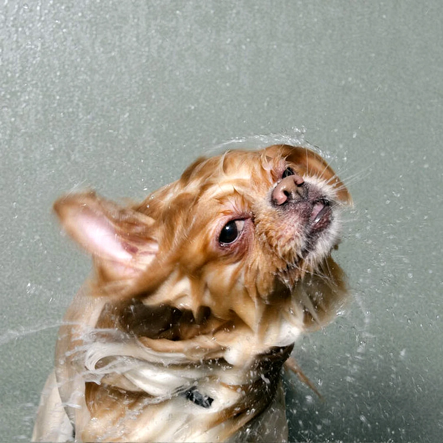 Смешная мокрая собака