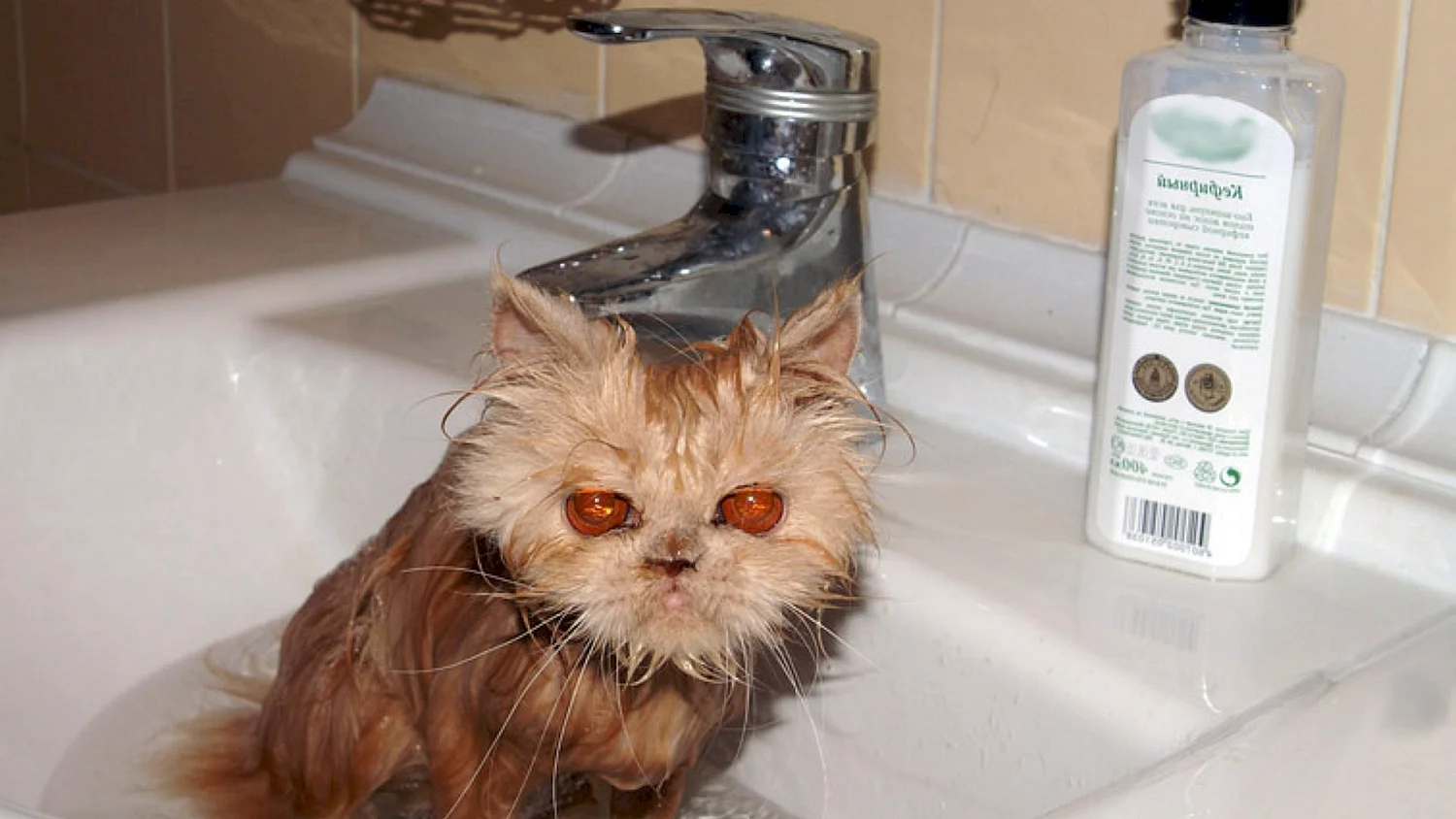Смешной кот в душе
