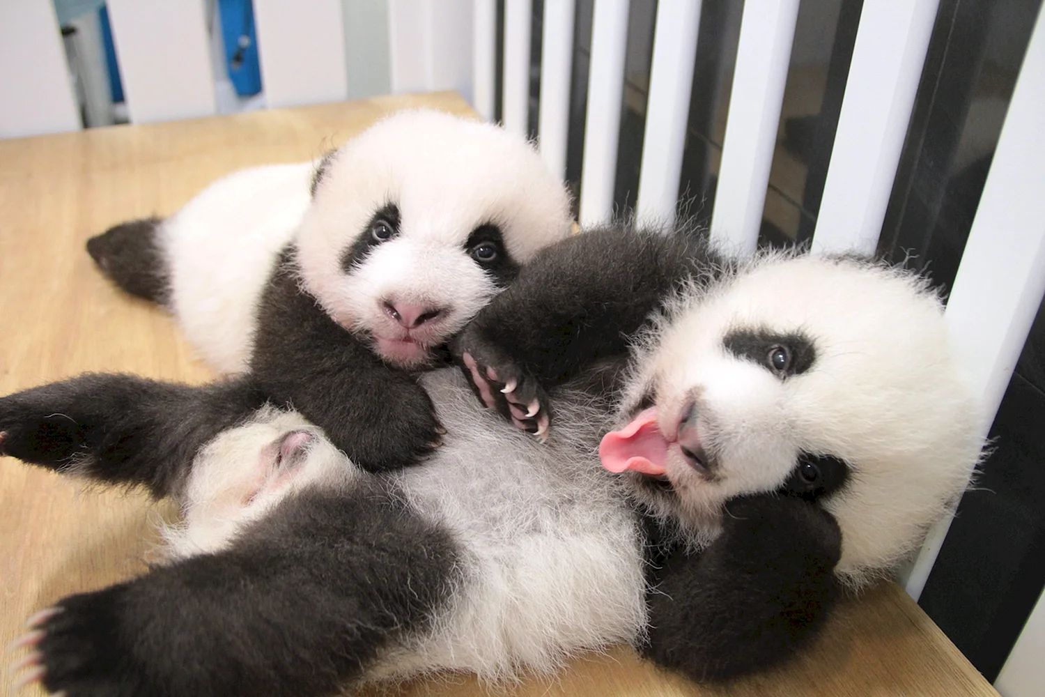 Смешные Детеныши панды
