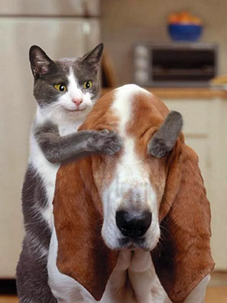 Смешные кошки и собаки