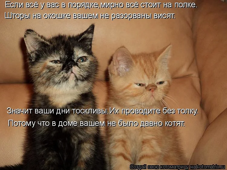 Смешные котята с надписями