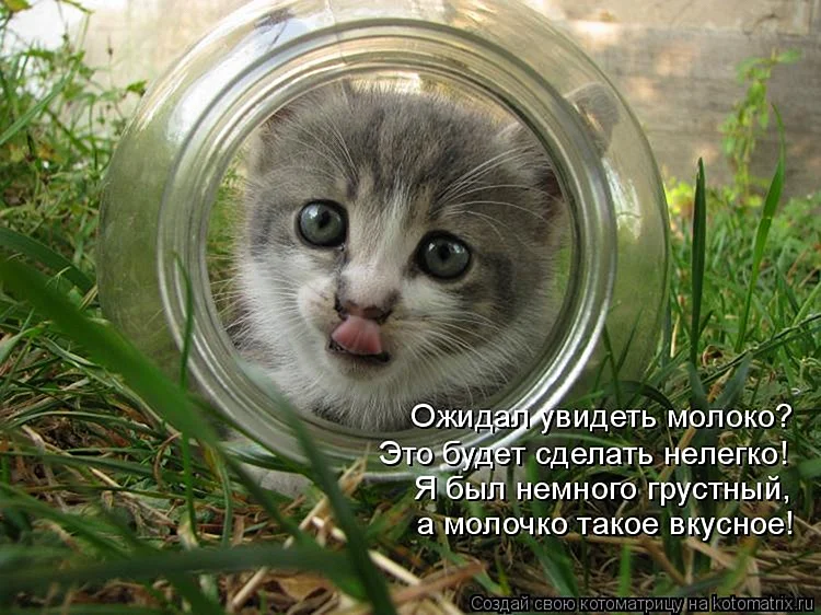 Смешные картинки про котов с надписями