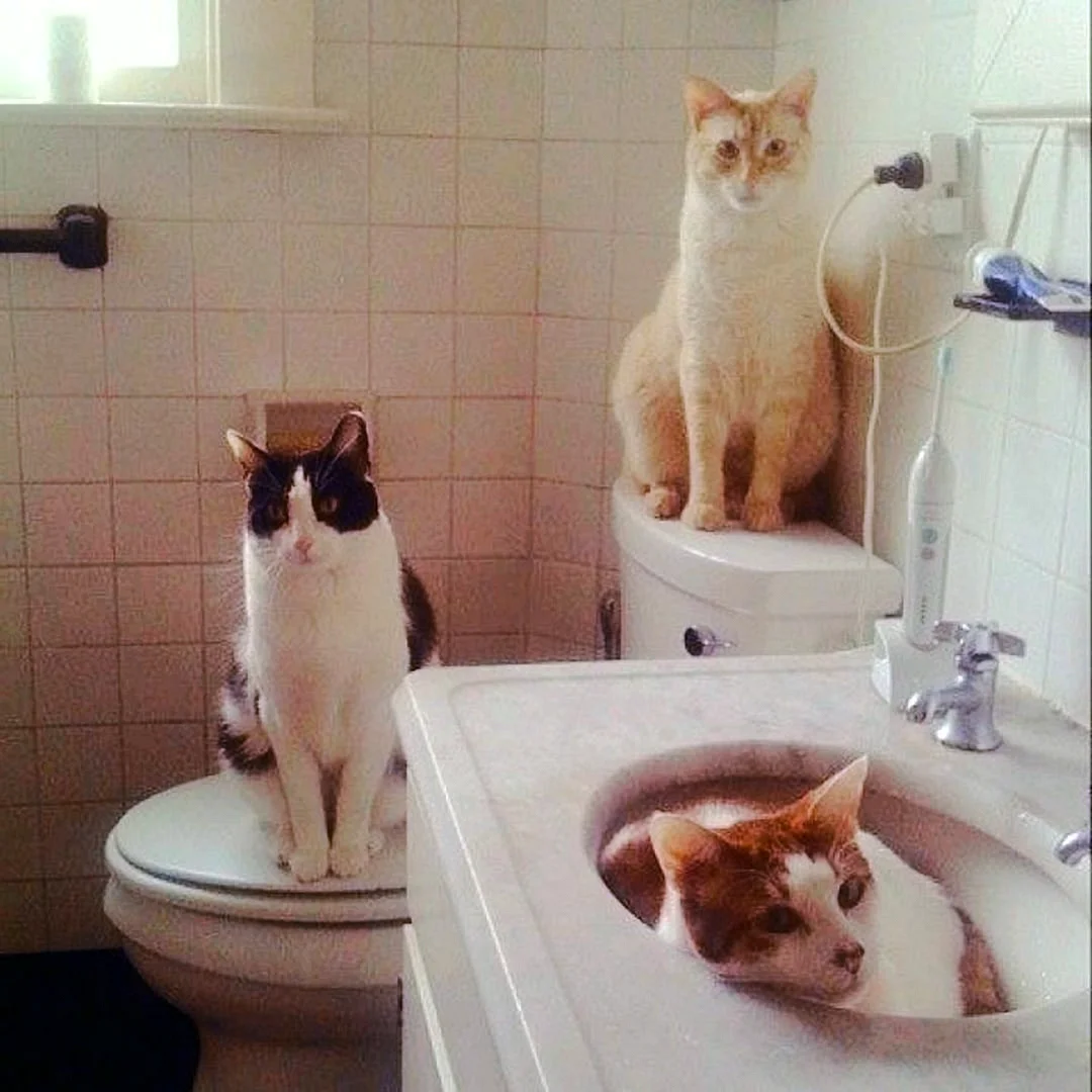 Смешные коты в ванной