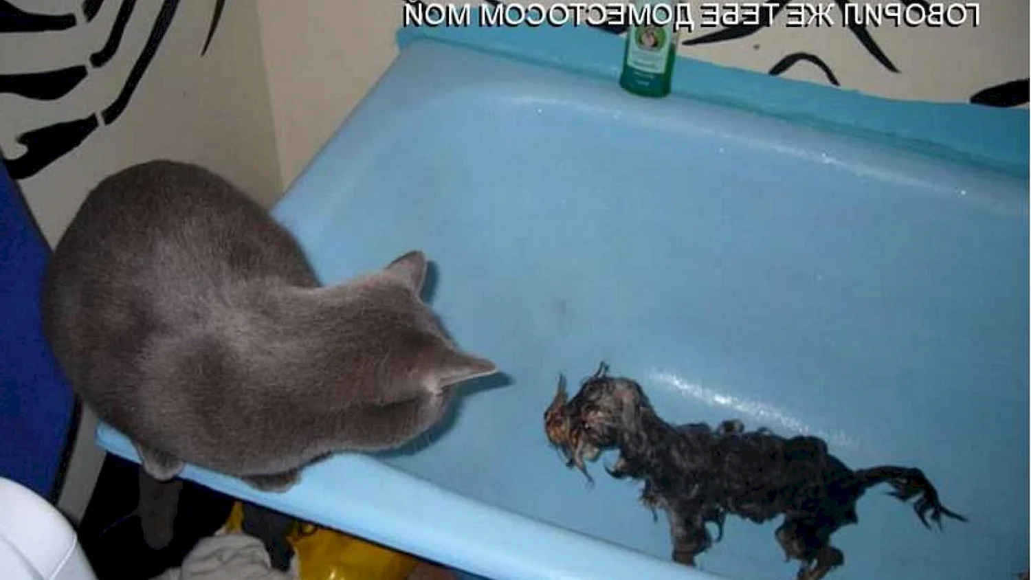 Смешные надписи кошек в ванной