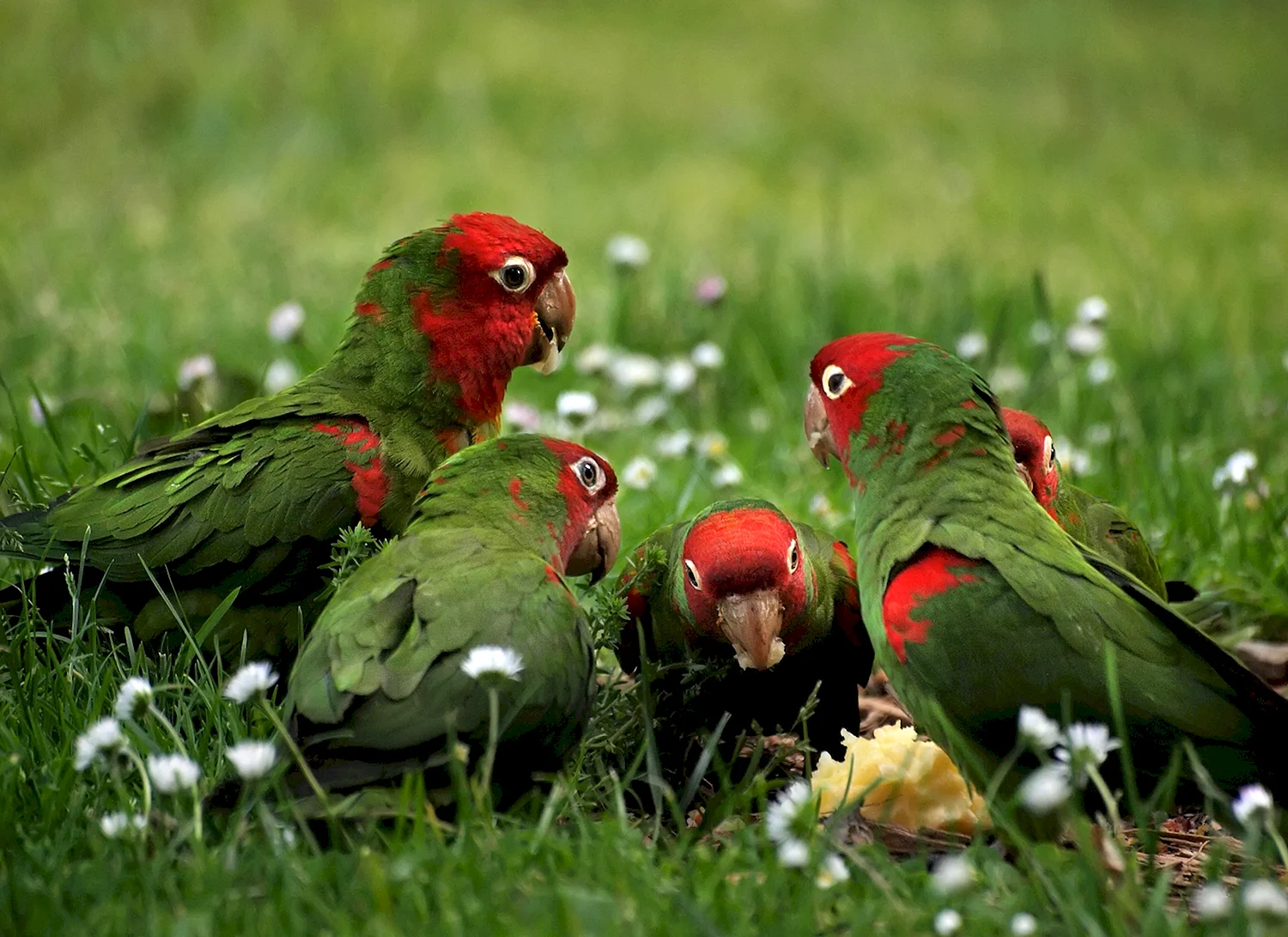 Смешные попугаи в природе