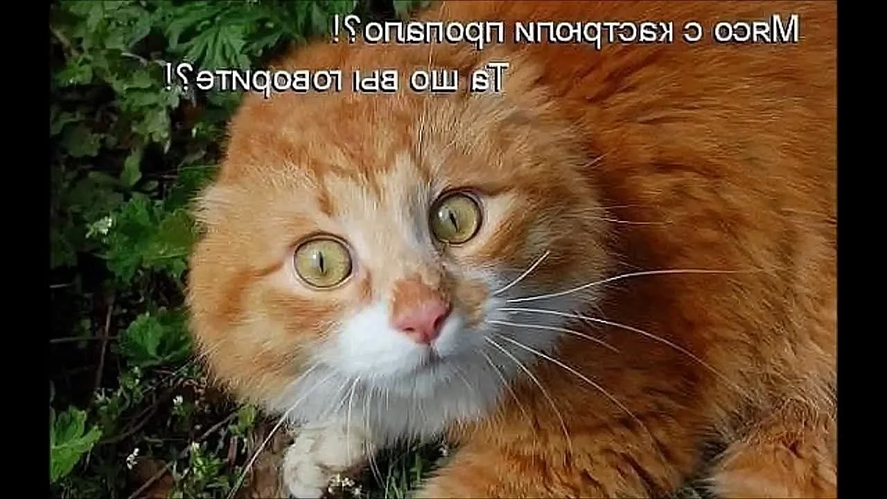 Смешные рыжие коты с надписями