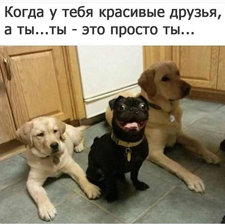 Смешные собаки с надписями
