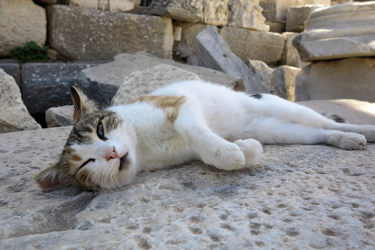 Смешные турецкие коты