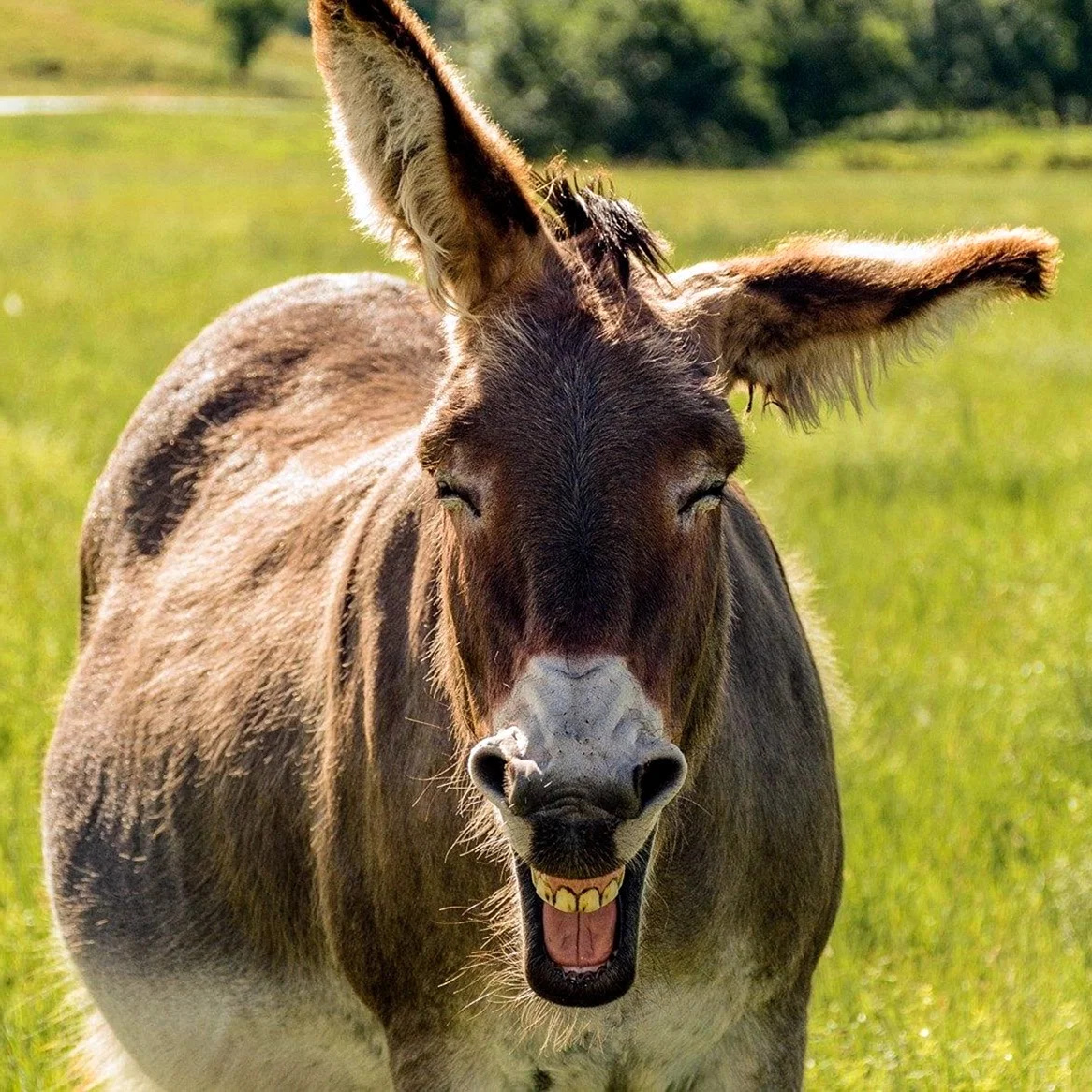 Смешные животные