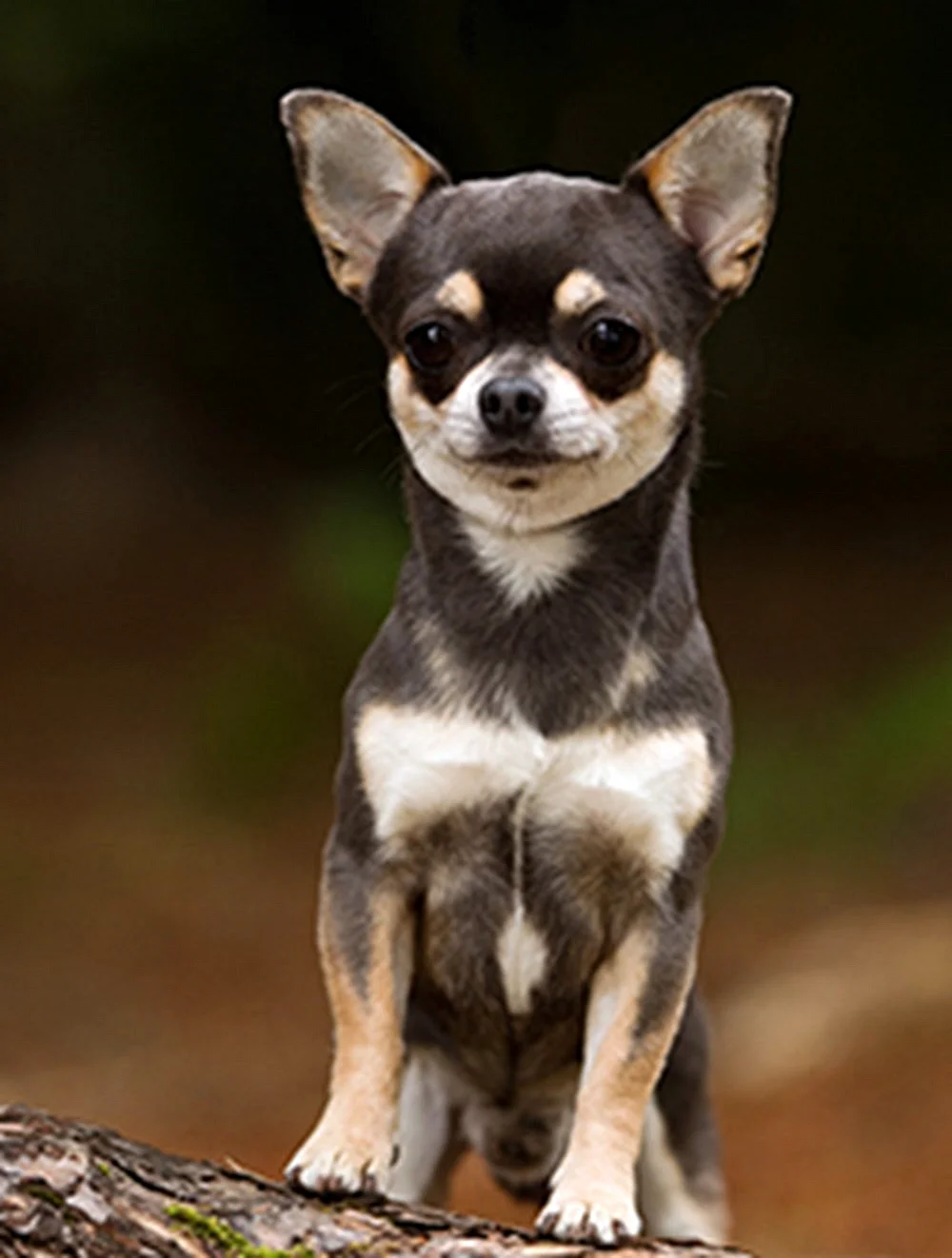 Smooth Coated Chihuahua