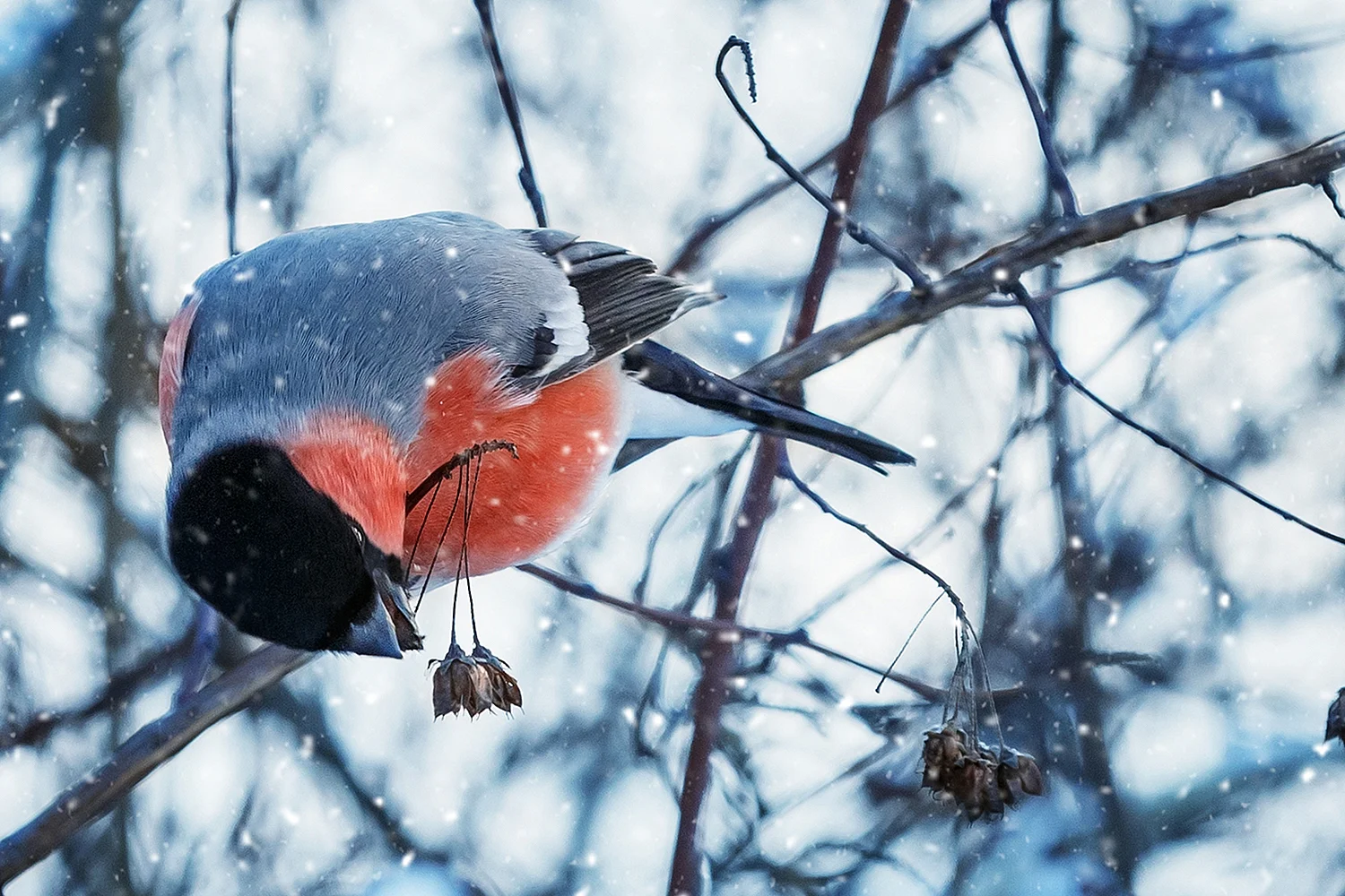 Снегирь птички зимующие