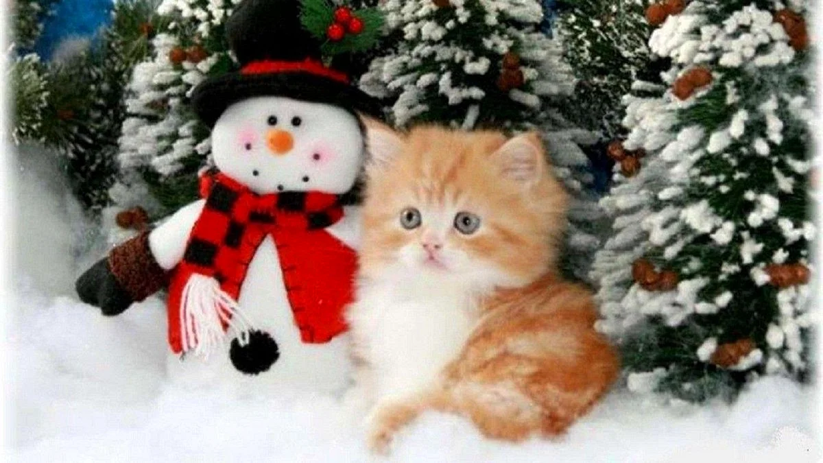 Снеговик котик