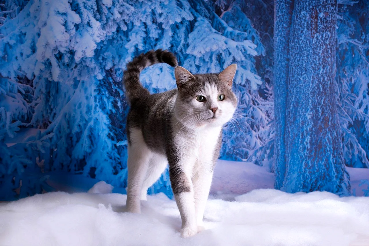 Снежная кошка