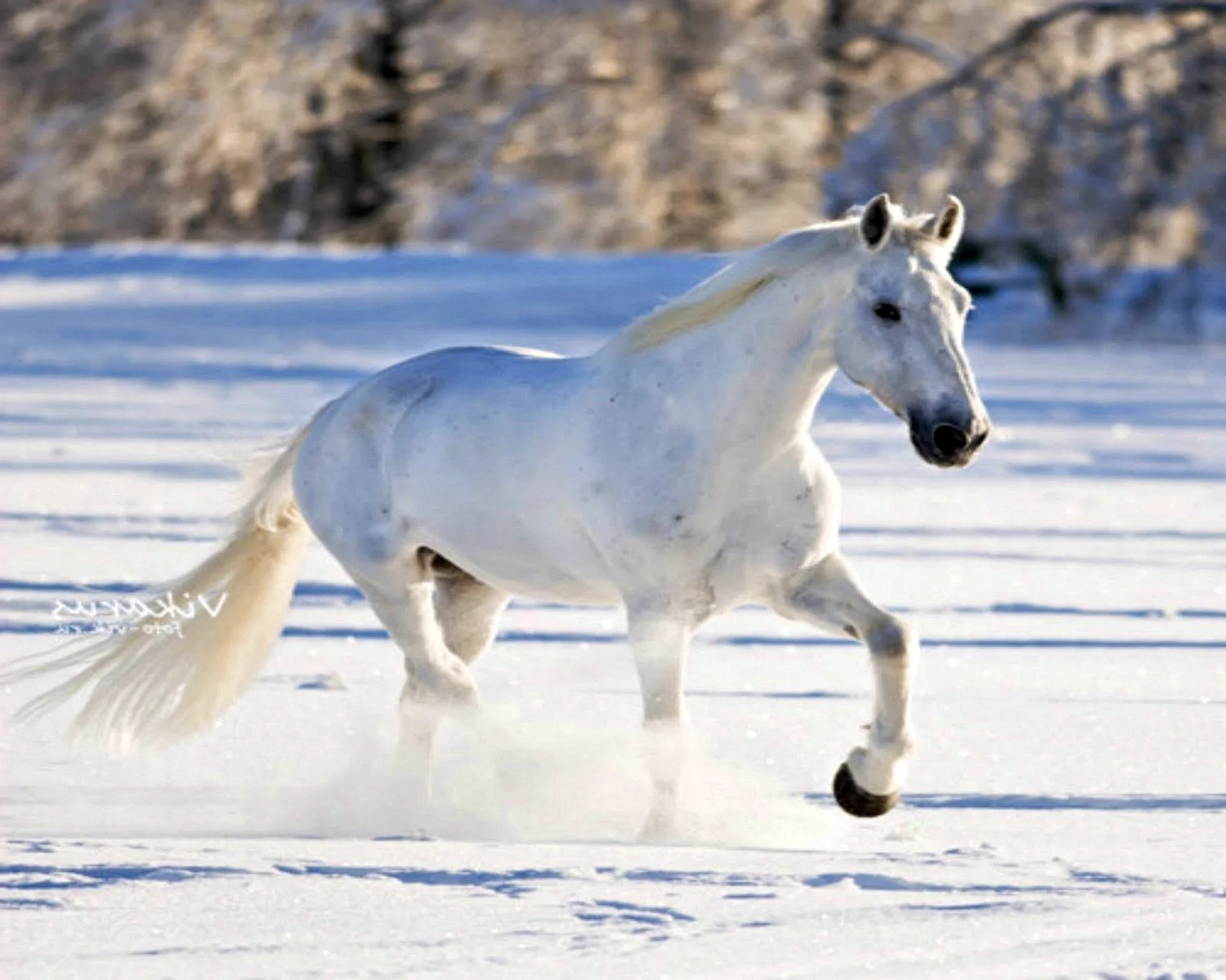Снежная лошадь