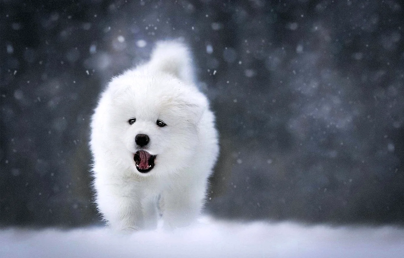 Снежная собака самоед