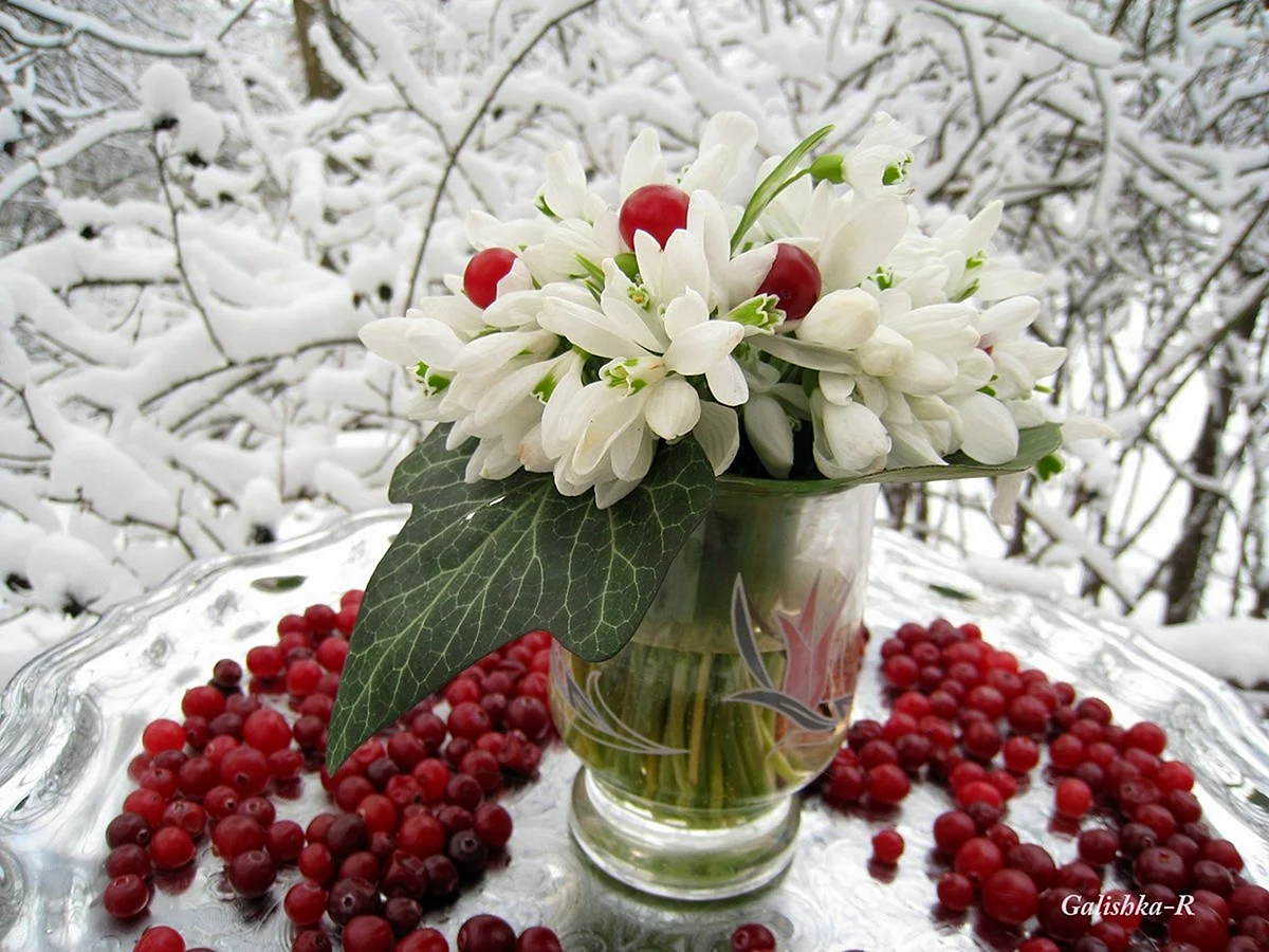 Снежное утро цветы