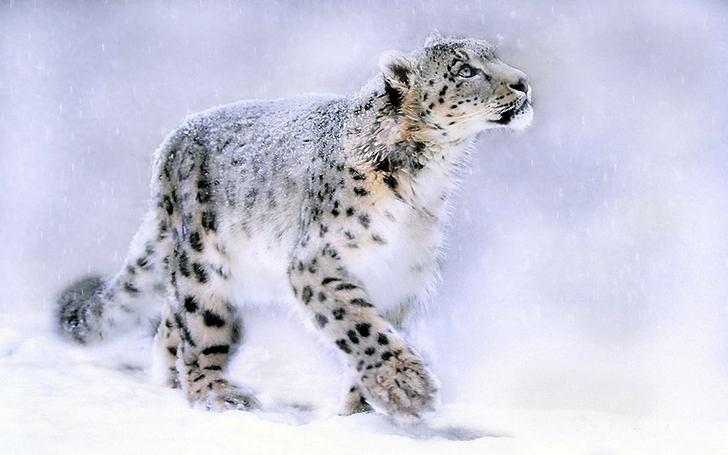 Снежный Барс и леопард