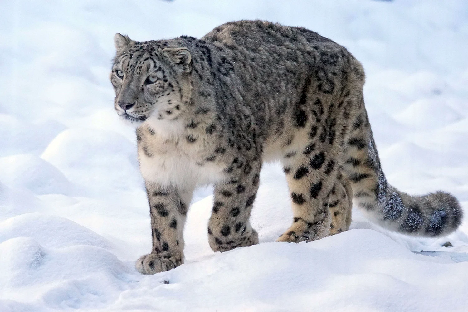 - Снежный Барс (Panthera uncia
