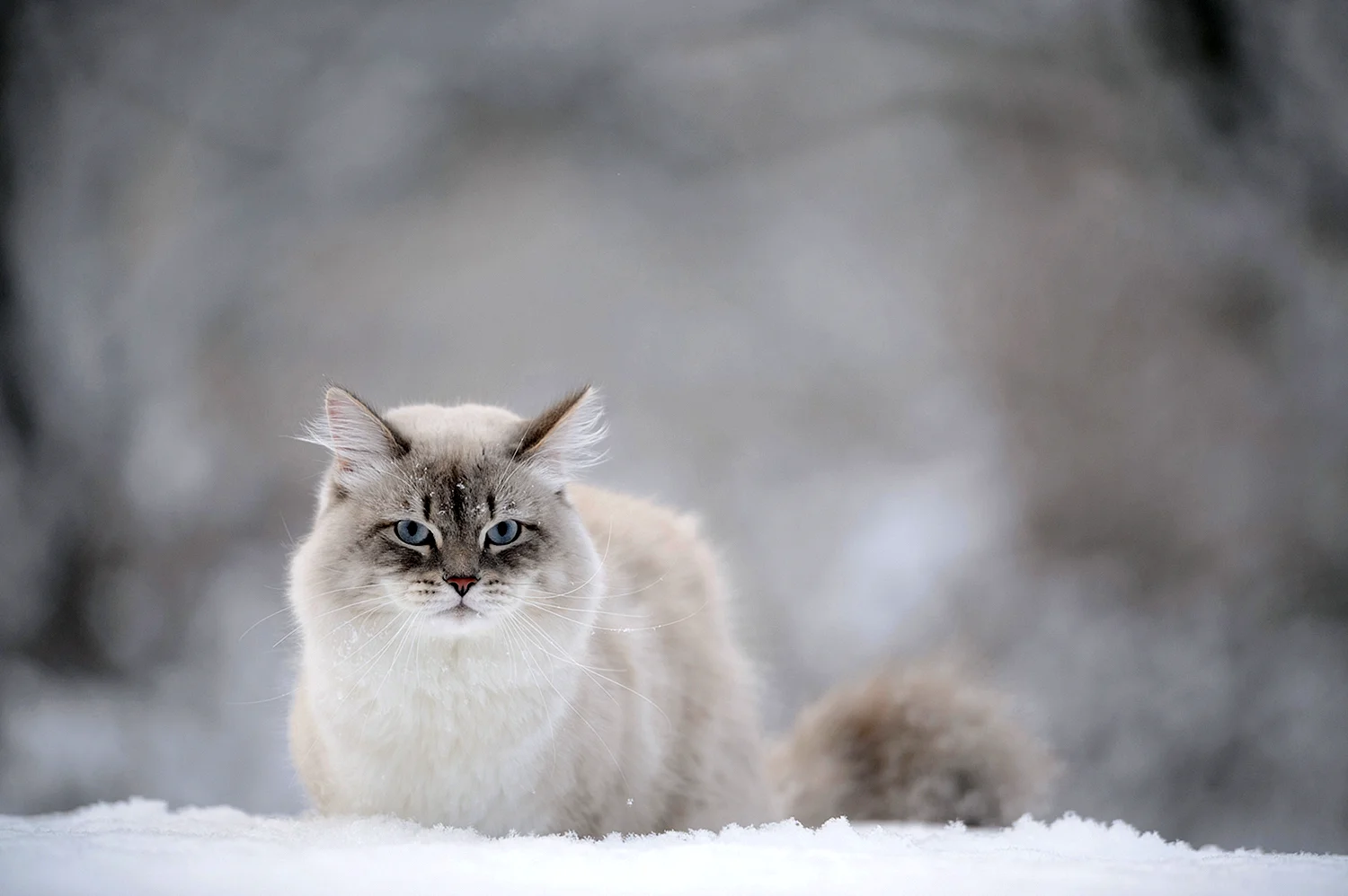 Снежный котик