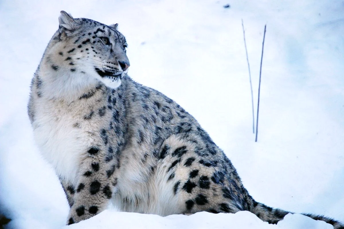 Снежный леопард Пакистан