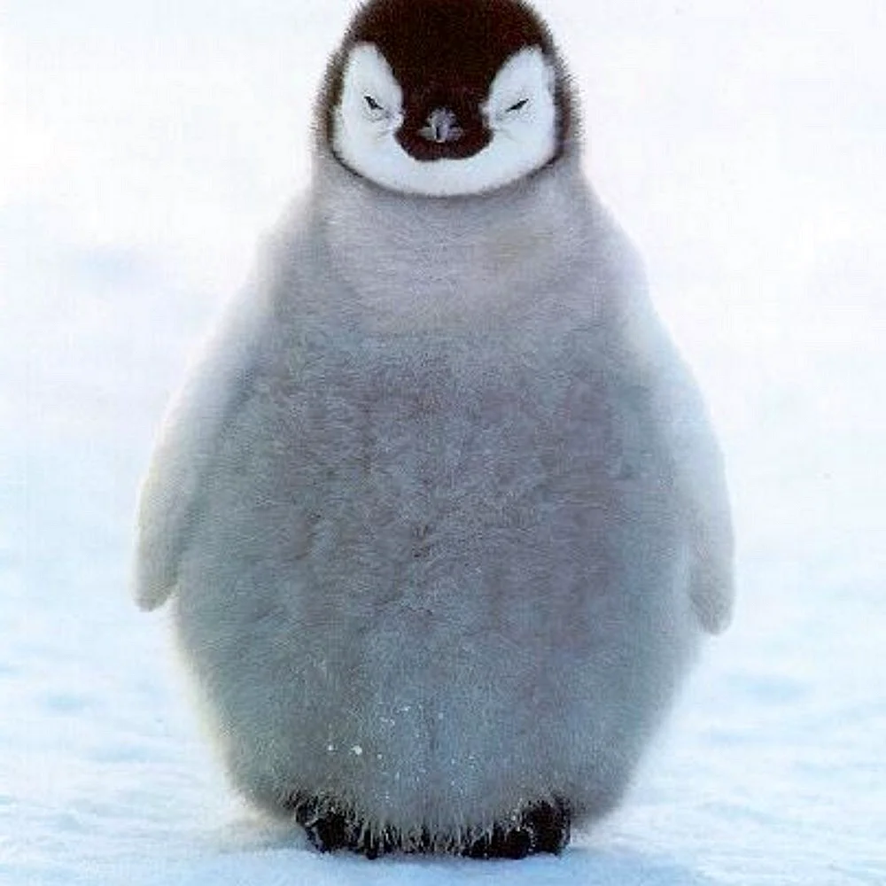 Снежный Пингвин