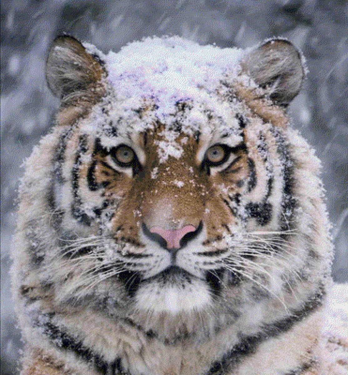Снежный тигр