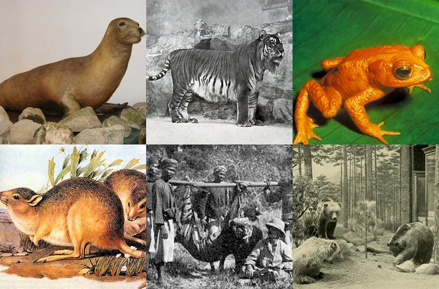 Снимки вымерших животных
