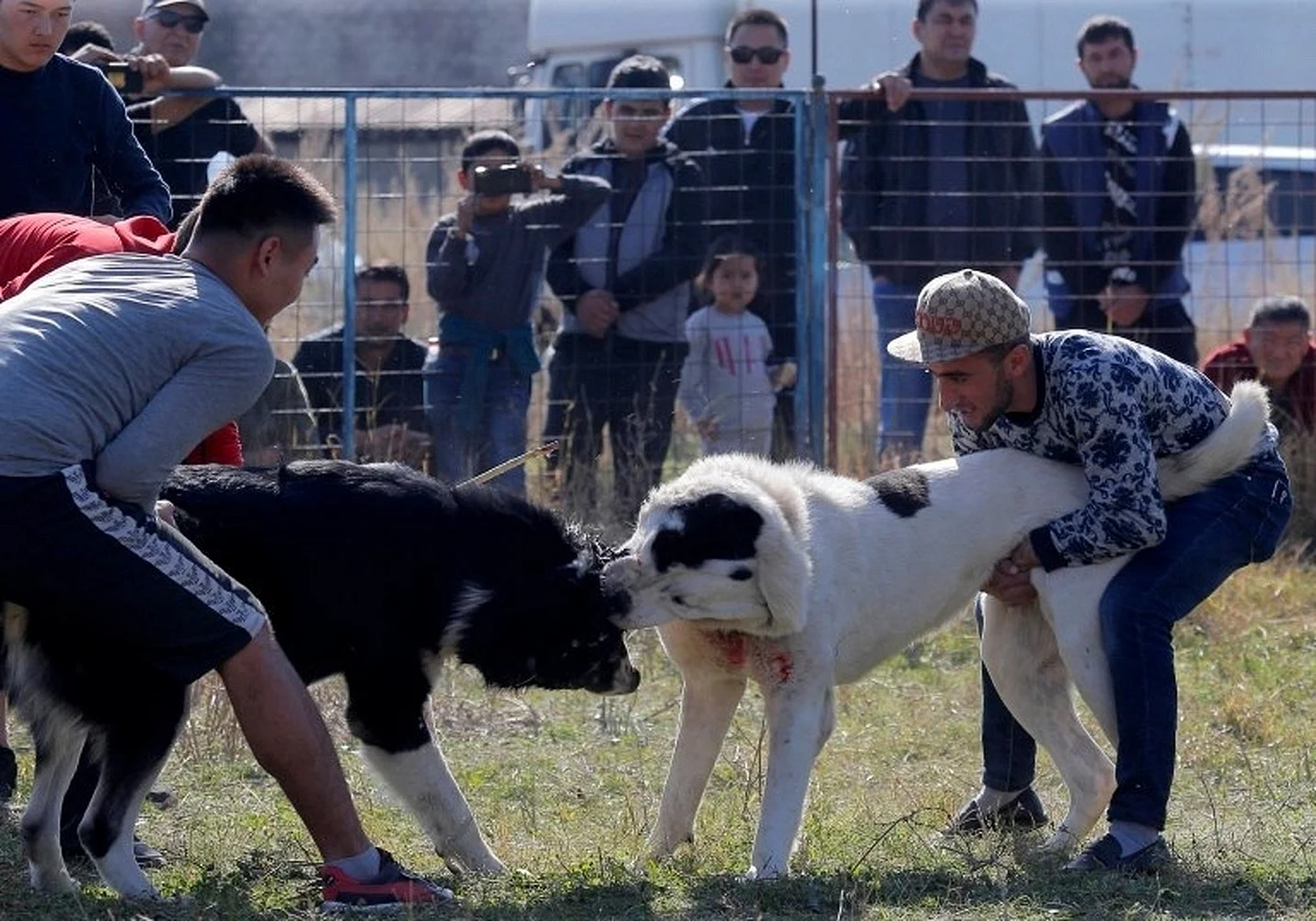 Собачьи бои 2013 Дагестан