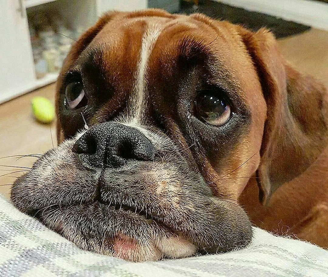 Собачка с грустными глазами