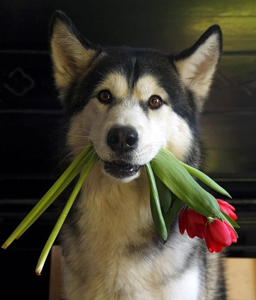 Собачка с цветочком в зубах