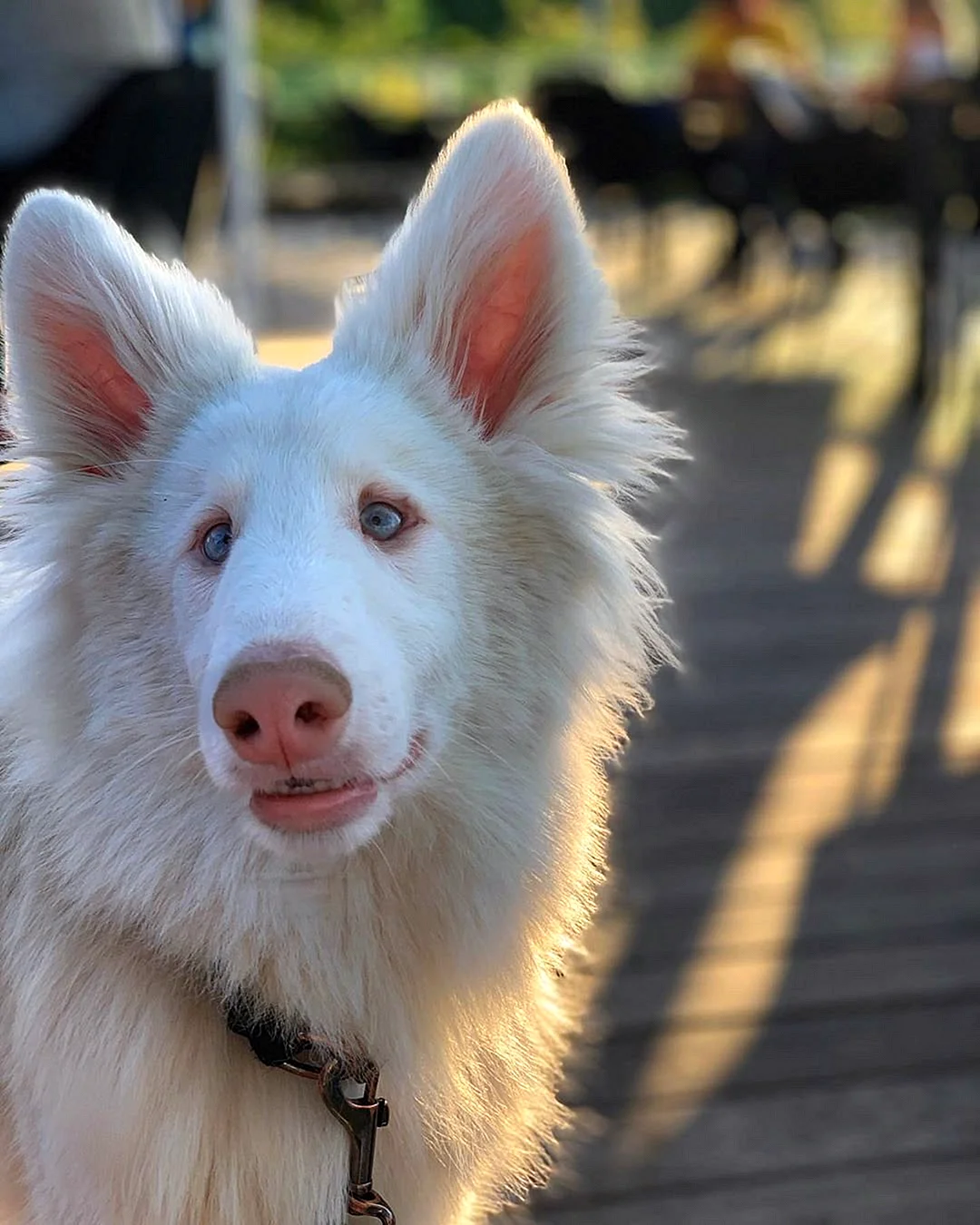 Собака альбинос август порода