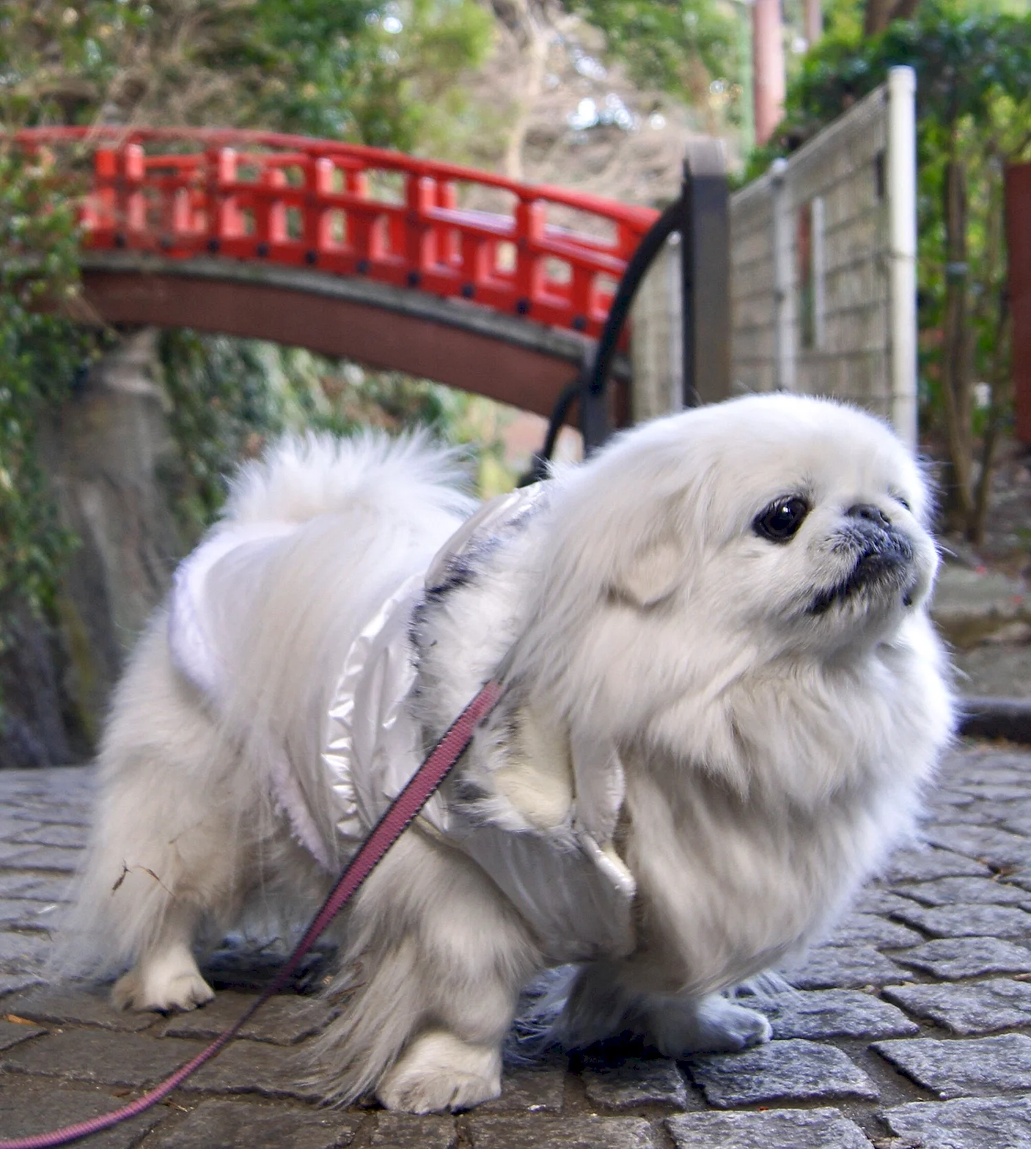 Собака альбинос Пекинес