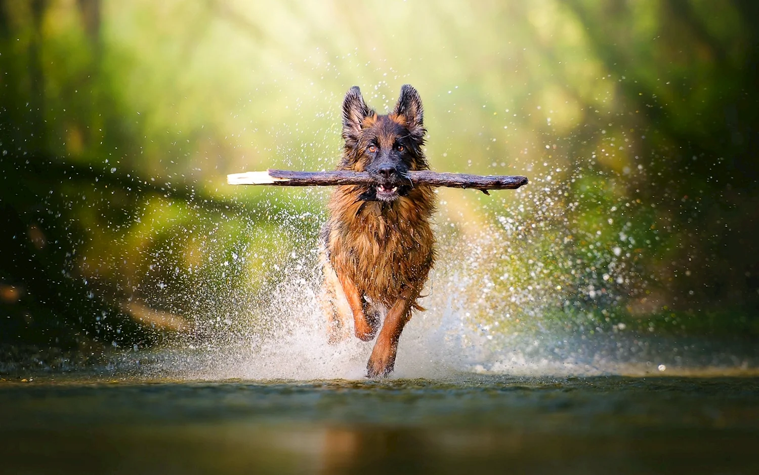 Собака бежит по воде