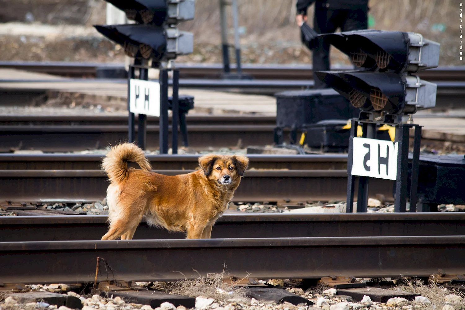 Собака бежит за поездом