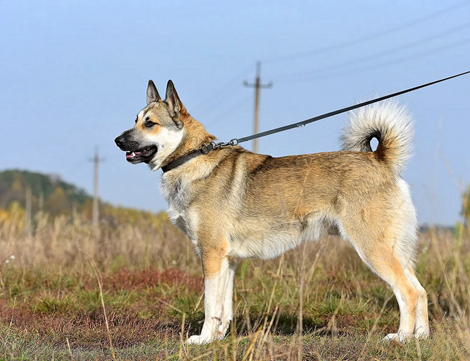 Собака Буян